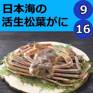 鳥取,活,生,活きている,松葉がに,ズワイガニ