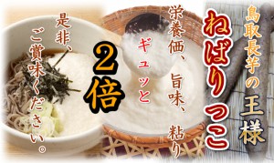 鳥取 長芋 ねばりっこ