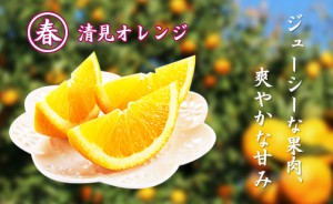 春の清美オレンジ　ジューシーな果肉、爽やかな甘み