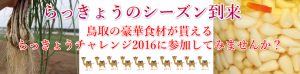 鳥取,泥付き,根付き,葉付き,砂付き,生らっきょう,玉らっきょう