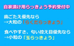 鳥取,砂丘,北条,らっきょう,砂付き,泥付き,葉付き,生らっきょう,予約受付