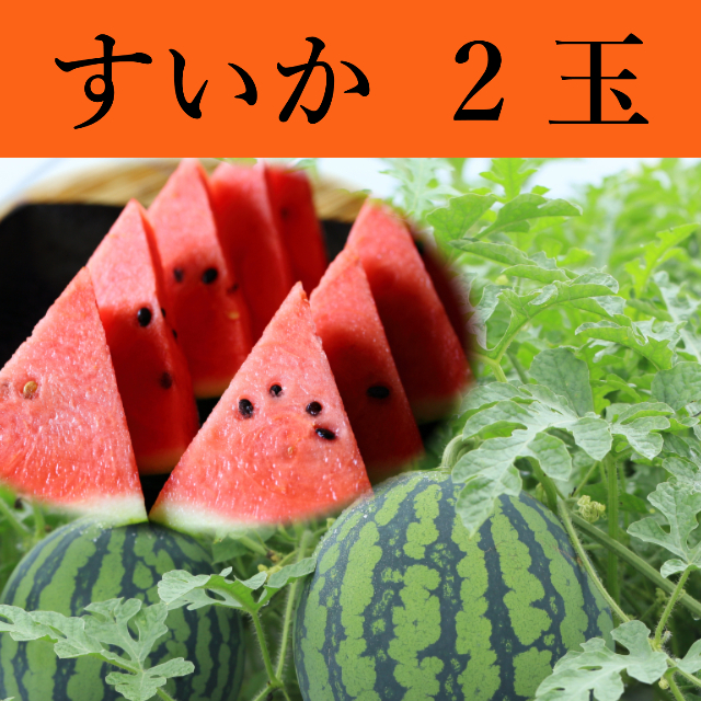 新鮮7/4収穫、鳥取県北栄町スイカ１５~１６キロ。 シャキシャキ 甘い。